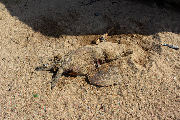 istock Dead nerpa on Baikal Lake beach 2237838090