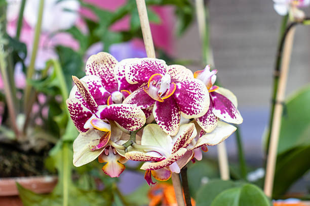 Close-up fragment of a Phalaenopsis orchid flower with white petals densely covered in magenta spots and dots. The delicate texture of the petals and the intricate shape of the flower's lip with vibrant magenta coloring are visible.
