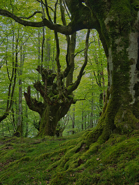 istock Magnificent mossy beech forest with ancient roots - Enchanting view of a moss-covered beech tree trunk and its powerful exposed roots in a lush, green forest on a misty day. 2237839593