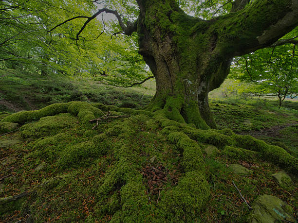 istock Magnificent mossy beech forest with ancient roots - Enchanting view of a moss-covered beech tree trunk and its powerful exposed roots in a lush, green forest on a misty day. 2237839598