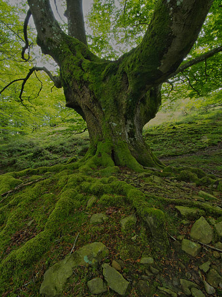 istock Magnificent mossy beech forest with ancient roots - Enchanting view of a moss-covered beech tree trunk and its powerful exposed roots in a lush, green forest on a misty day. 2237839600