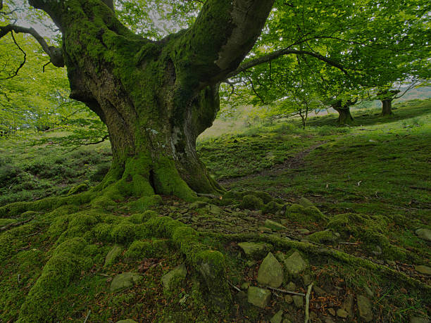 istock Magnificent mossy beech forest with ancient roots - Enchanting view of a moss-covered beech tree trunk and its powerful exposed roots in a lush, green forest on a misty day. 2237839603