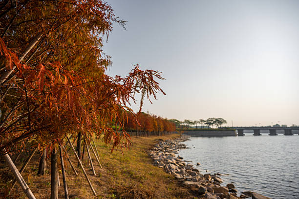 Autumnal Red Leaves Along the Lakeside Pathway