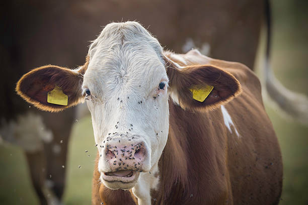 Close up of an Angus cow's eye with face flies