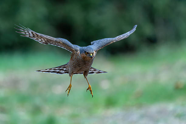istock Eurasian Sparrow hawk in the forest in the Netherlands. 2237841195