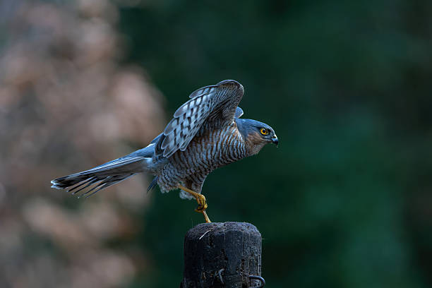 istock Eurasian Sparrow hawk in the forest in the Netherlands. 2237841226