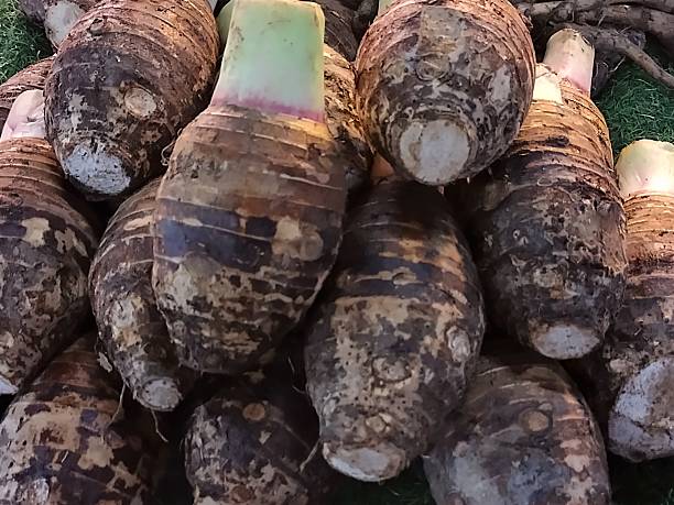 istock A Rustic Pile of Freshly Harvested Taro Roots 2237845091