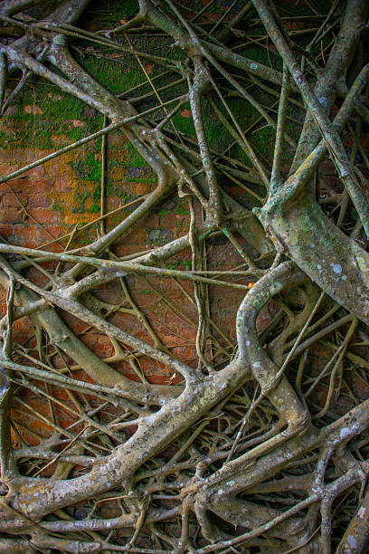 istock Banyan tree roots take over civilization on Andaman Island 2237847225