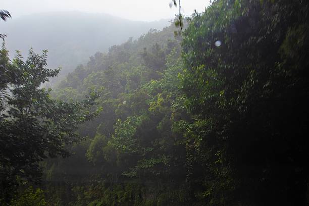 istock Rainy forest view through window with raindrops and misty trees in background 2237847437