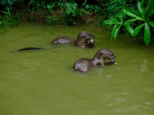 istock Two otters eating fish in the water. 2237848582