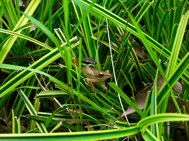 A close up of a tiny green frog sitting on a flower in a garden.