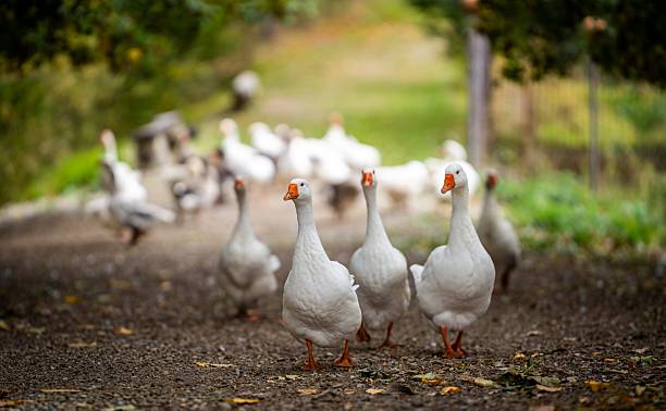 istock Group of white geese walking along a rural path surrounded by greenery. 2237848969