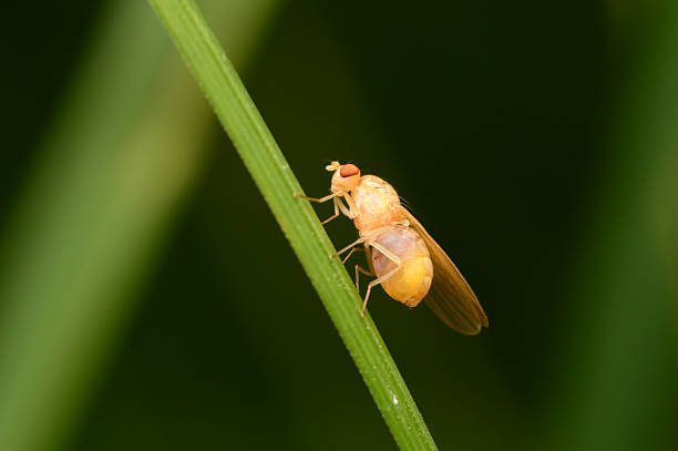 A detailed macro photograph of a yellow fruit fly (family Drosophilidae) resting on a green grass blade. The warm yellow tones of the insect contrast beautifully with the deep green background, ideal for nature lovers, entomology enthusiasts, and macro photography fans.