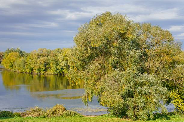 Quiet river scene with tree reflections in early autumn. Green-yellow foliage, soft light, tranquil atmosphere.