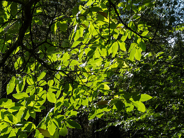 Late Summer Light through the Leaves, Scotland