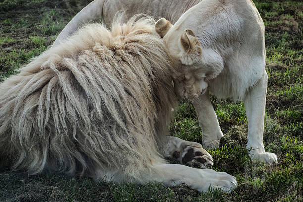 A small menagerie of wild animals from different corners of the planet. Netherlands. Lion (Panthera leo). Is the largest and most powerful representative of the cat family in the wild. Adult males. Calm scene. Close-up.