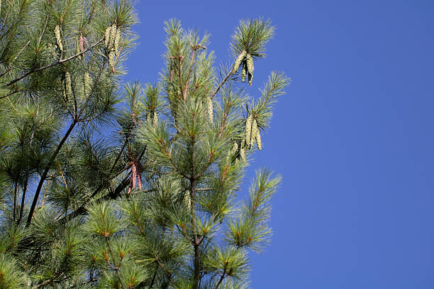 istock Pine Tree Branches Overlaid With Abundant Cones In A Natural Setting. 2237852235