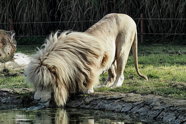 A huge white lion with a huge mane drinks water from a pond.
