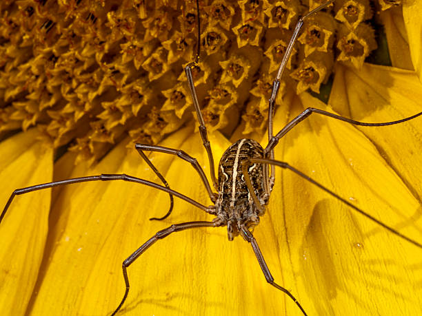 Spider Metaphalangium Cirtanum