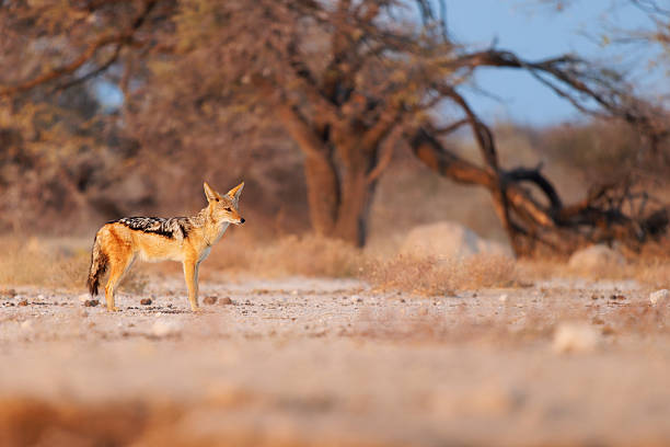 istock Black-backed Jackal - Canis mesomelas  or saddle-backed, grey, silver-backed, red, and golden jackal, canid native to two areas of Africa, very ancient species, walking in Etosha in Namibia 2237856162