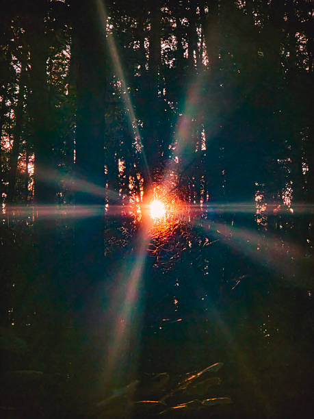 Conceptual photograph of sunlight breaking through dense forest trees with visible rays. The image symbolizes hope, light in darkness and nature’s beauty. Captured in Poland in September 2025, this scene illustrates the contrast of shadows and bright light in the natural environment.