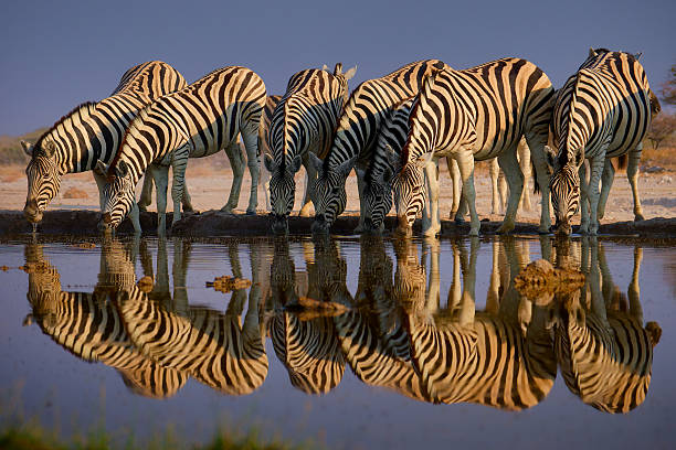 istock Plains Zebra - Equus quagga formerly Equus burchellii, also common zebra, most common and widespread species of zebra, black and white stripes in savannah, herd at waterhole drinking 2237856861