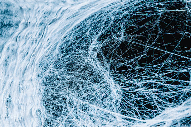 Spider web wallpaper.Spiders on a web in the dark. Halloween Mockup with Web .