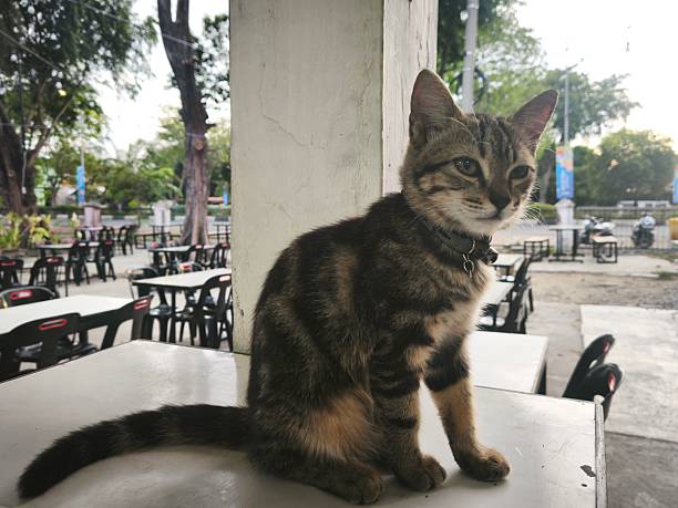 istock A cat with fur like a leopard sits daydreaming on the table 2237857973