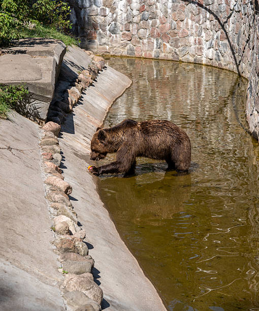 istock European brown bear (Ursus arctos) 2237860350