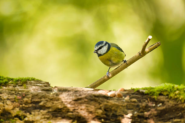 Blue Tit in Autumn woodland in Wales.