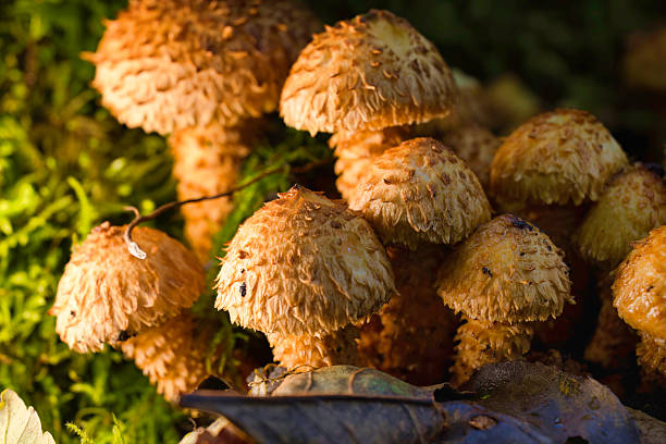 Fungus growing at the base of an Autumn tree.