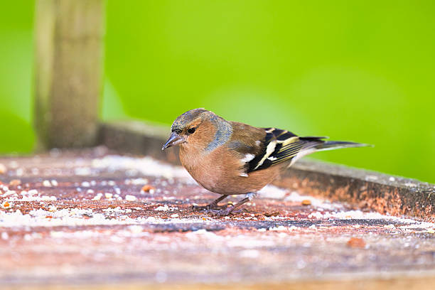 Young male Chaffinch in an Autumn garden.