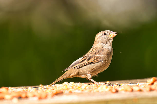A Sparrow on a perch in the Autumn light.