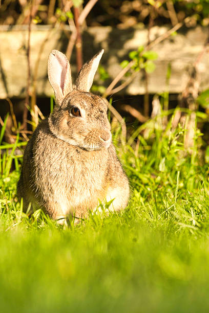 A wild hare has nearly completed the change over from its winter white coat to its brown summer coat.