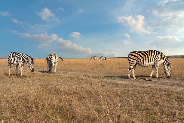 Zebra African herbivore animals on steppe grass pasture,  Tanzania.