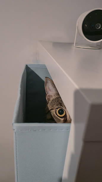istock Tabby Cat Peeking from Blue Storage Box on White Shelf Indoors 2237865117