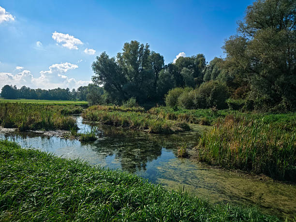 A small pond surrounded by lush greenery and trees, under a blue sky, hike Bornhorster See in 26125 Oldenburg, Germany