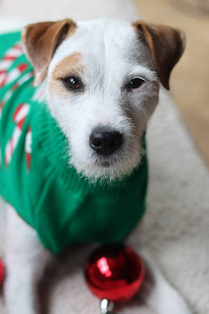 istock Jack Russel close up portrait 2237865722