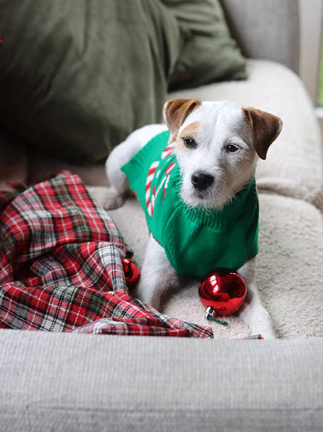 istock Jack Russel in a green sweater 2237865731