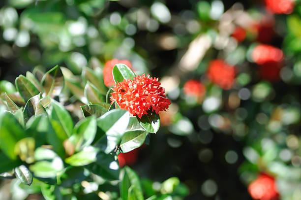 Ixora sp, Ixora or West Indian Jasmine or RUBIACEAE with red flower in the garden