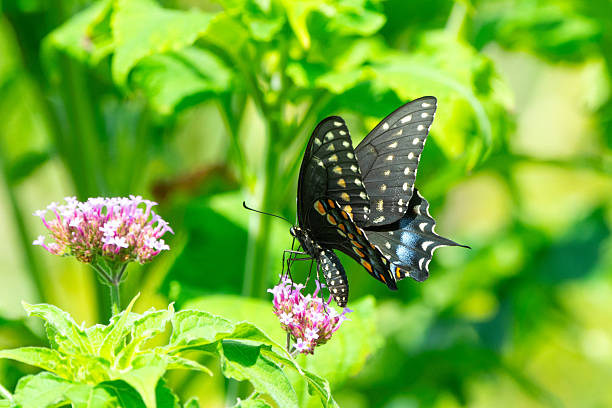 istock Butterfly- Black Swallowtail-Howard County, Indiana 2237867109
