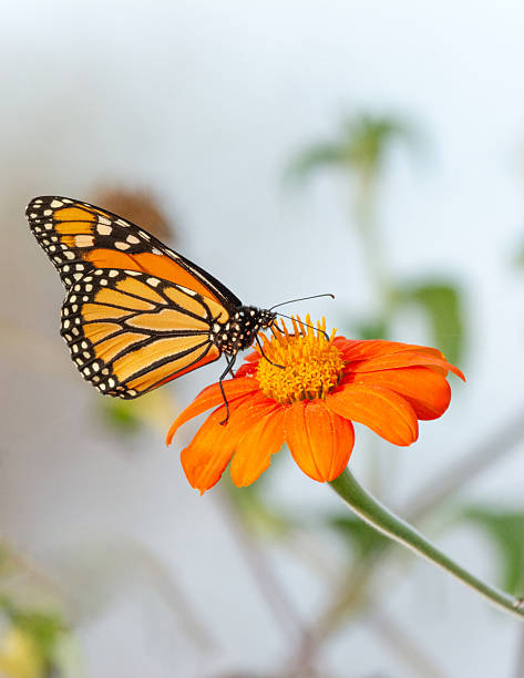 istock Butterfly- Monarch-Howard County, Indiana 2237867114