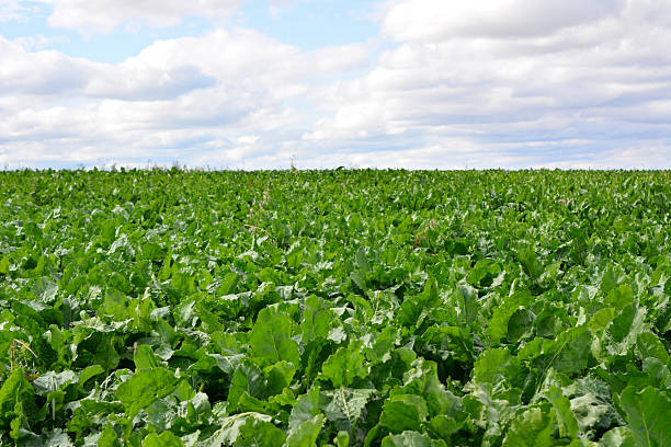 istock a green field of sugar beetroot with clouds in the sky 2237869336