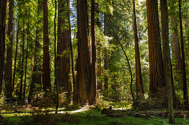 istock Henry Cowell Redwoods State Park 2237869967