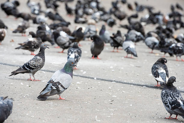 istock NYC Pigeons on City Sidewalk 2237871482
