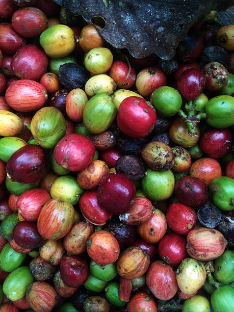 istock Freshly Harvested Coffee Cherries in Various Ripeness Stages 2237874591