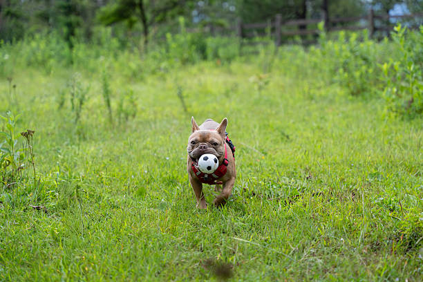 Pets with their owner camping in the woods playing with a ball
