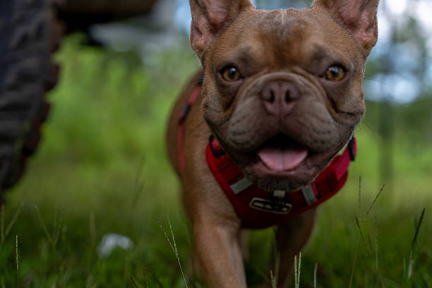 Pets with their owner camping in the woods playing with a ball