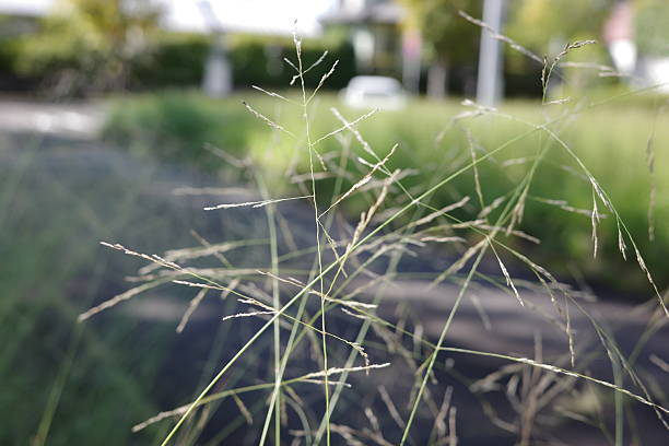 istock Green foxtail grass (Digitaria ciliaris) bathed in the autumn morning sunlight. 2237877211