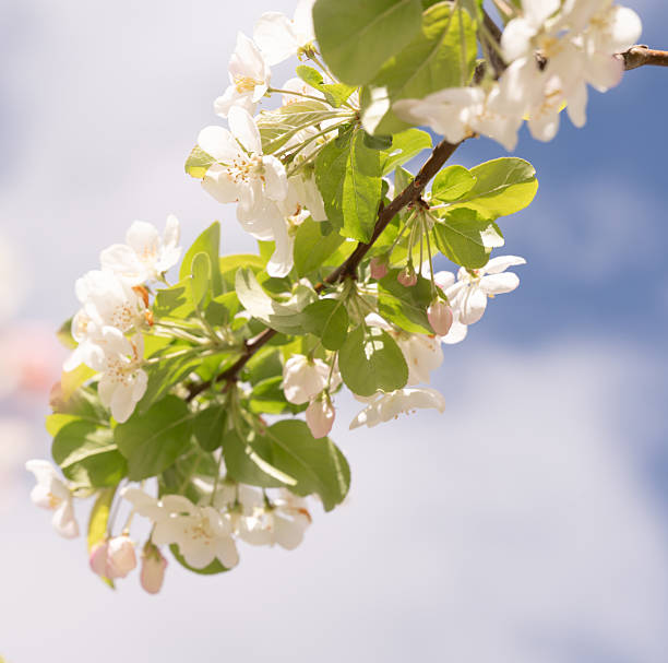 istock Spring Blossoms and Blue Skies 2237882974